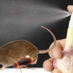 Cara Pengendalian Atau Pencegahan Hama Tikus Pada Tanaman Padi