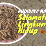 Budidaya Maggot Untuk Selamatkan Lingkungan Hidup – KATOLIKANA
