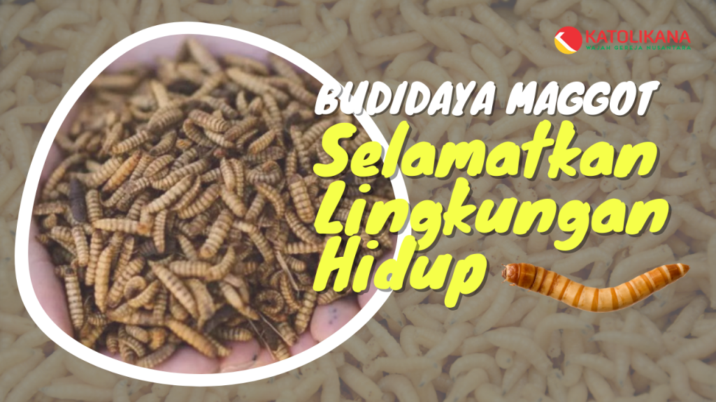 Budidaya Maggot Untuk Selamatkan Lingkungan Hidup – KATOLIKANA