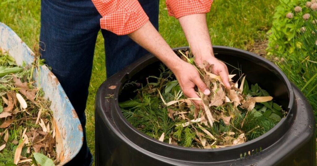 Cara Memanen Kompos Padat Dari Keranjang Takakura Dengan Benar