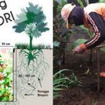 Takakura Vs Biopori Perbandingan Biaya Awal (Modal) Pembuatan