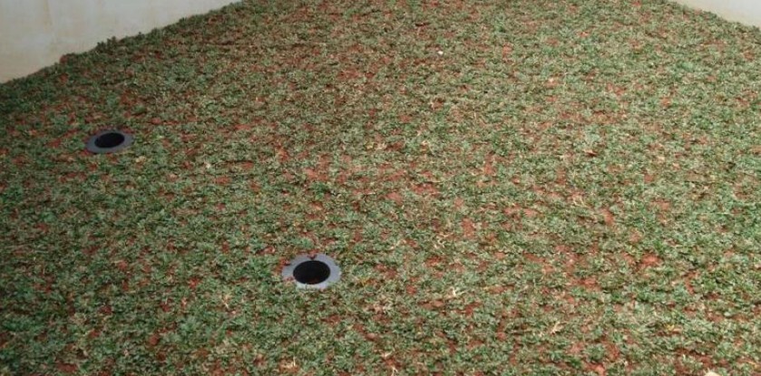 Takakura Vs Biopori Mana Yang Membutuhkan Perawatan Lebih Intensif?