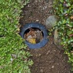 Takakura Vs Biopori (Head-To-Head Terlengkap)