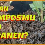 CARA MEMBUAT KOMPOS DARI DEDAUNAN AGAR TIDAK BECEK DENGAN EMBER BEKAS ...