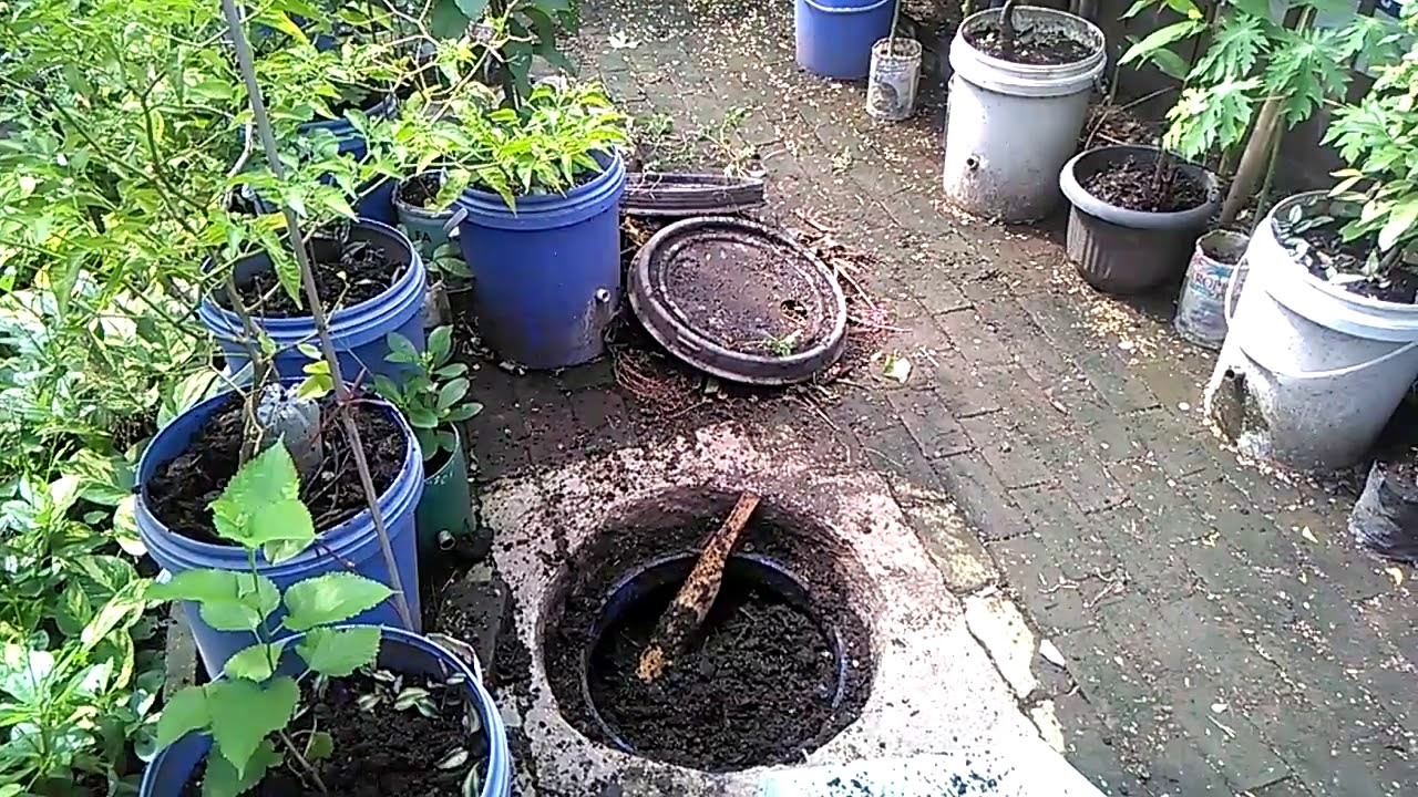 Panen pupuk kompos di lobang biopori jumbo,Hidroponik botol bekas - YouTube Panen pupuk kompos di lobang biopori jumbo,Hidroponik botol bekas - YouTube